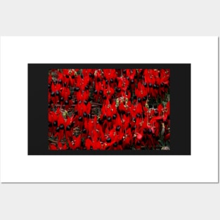 Sturt's Desert Pea, Outback South Australia Posters and Art